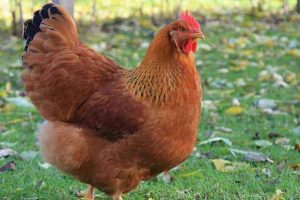 chicken-pic chicken-pic