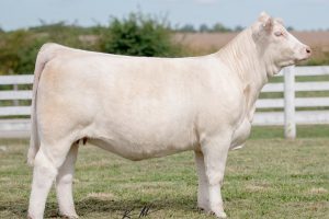 kellyheiferpic kellyheiferpic