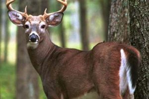white_tailed_deer_buck2 white_tailed_deer_buck2